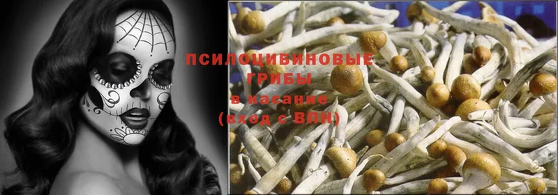 Галлюциногенные грибы Psilocybe  Ивангород 